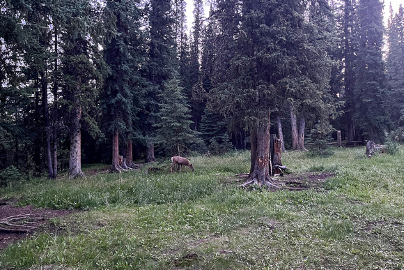 Waking up with a deer at CC4 near an outfitter camp.
