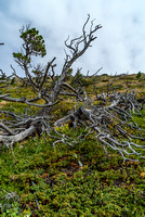 A common theme in the Waterton / Castle area is shriveled up, ancient trees!