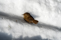This poor little bird froze to death or something. It looked alive as I approached it.