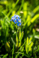 Alpine Forget-me-not.