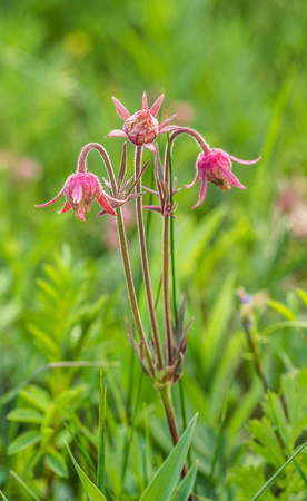 Beautiful and plentiful wildflowers along the hike to Grass Pass. These are Three-Flowered Avens.