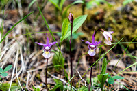 A favorite flower of mine - the Calypso Orchid.