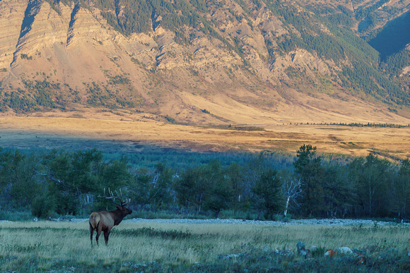 The elk bull is calling loudly.