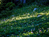 Wildflowers form a natural carpet as we work our way towards Muir.