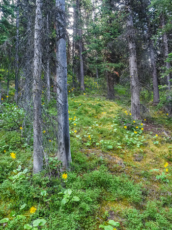 Lovely forested slopes beneath the scree slope on South Totem.