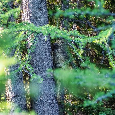 A porcupine looks at us suspiciously as we pass him by.