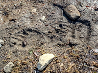 Lots of bear tracks of varying sizes up the Scalp Creek Trail.