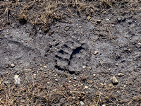Lots of bear tracks of varying sizes up the Scalp Creek Trail.