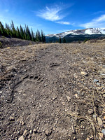Lots of bear tracks of varying sizes up the Clearwater Trail.