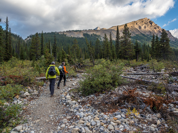 Approaching the drainage on the Mosquito Creek trail near the fresh avalanche debris from the winter of 2016.