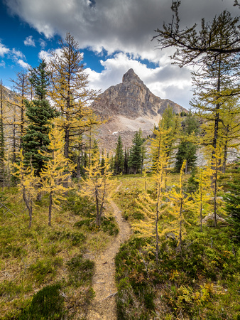 The trail from Scarab Lake is nice. Note all the larch needles already padding it.