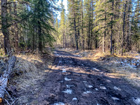 The trail is heavily used by horses and wagon trains and it shows.