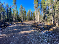 The trail is more of a road from just past the "CC4" meadow to the Forbidden Creek crossing.