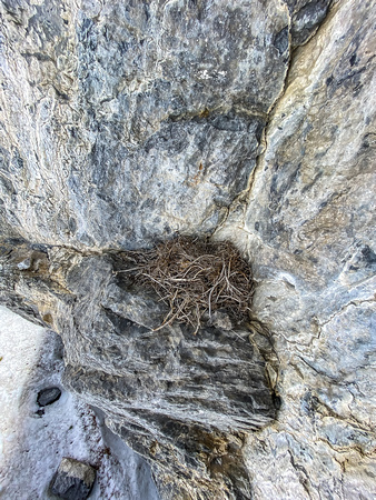 A bird's nest - well protected against a huge cliff wall.