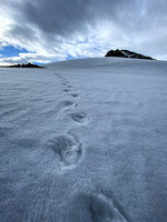 I think these are wolverine tracks near the summit.