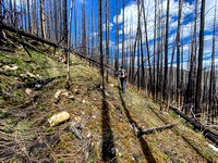 Hiking through a recent burn on the SE end of Wingnut Peak.