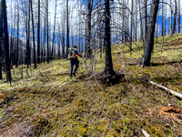 Hiking through a recent burn on the SE end of Wingnut Peak.