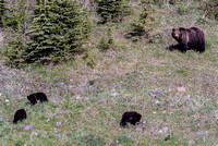 Mamma Grizzly bear and cubs.