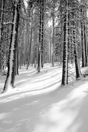 The snow was plastered to the north sides of the trees making for interesting patterns in the forest.