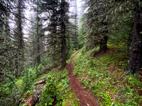 Hiking up the steep, unrelenting Aylmer Pass trail in morning mist.