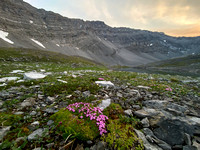 Moss Campion and Revenant Mountain.