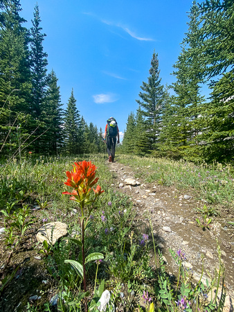 Hiking the Red Deer River / Cascade fire road Trail.