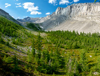 A larch forest towards Mount Turbulent.