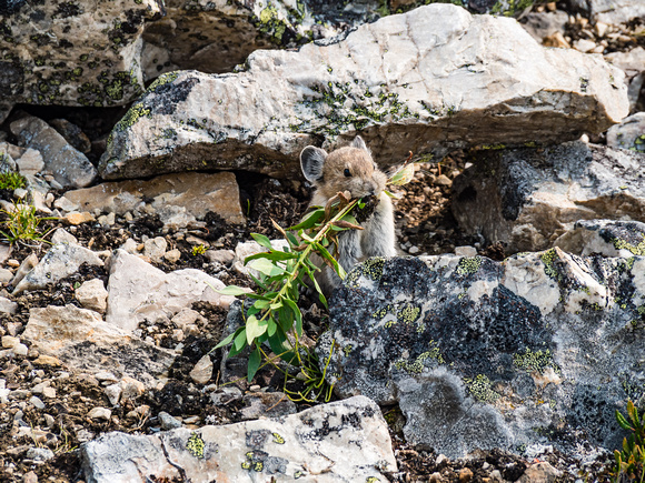 Pika's were more visible than I've ever seen before - they seemed to be in a huge rush to gather and store food for winter.