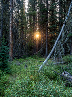 Sunrise through the forest beside the trail.