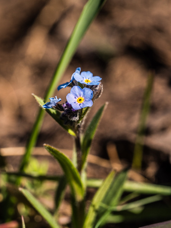 Forget-me-nots.