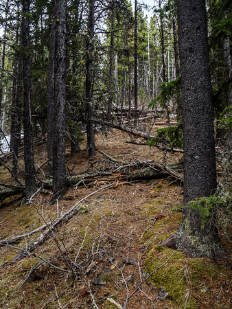 Faint trails kept us entertained between light bushwhacking. It was never truly horrible 'whacking, thank goodness!