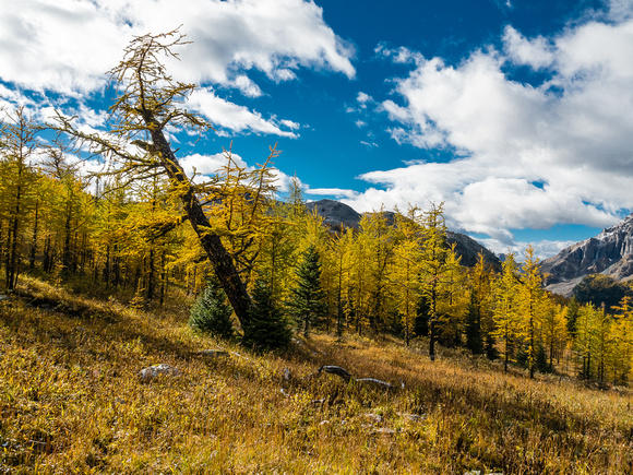 Some larches are more esthetic than others.
