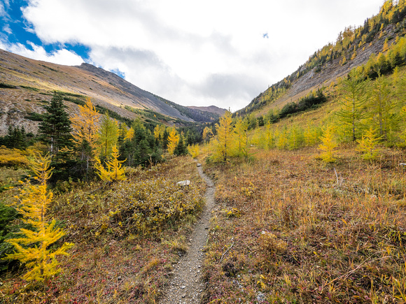 The trail heads through brightly colored larches towards the small headwall between the Upper and Lower Southfork Lakes.