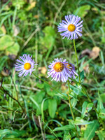 Asters are still hanging on but many wild flowers are slowly giving up on life already.