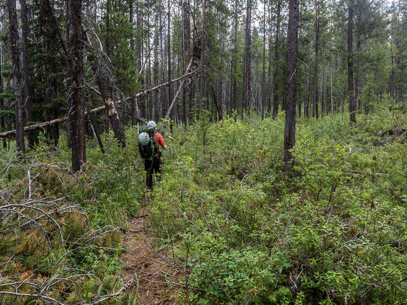 The trail starts out in a surprisingly open matchstick forest that resembles Alberta bush more than BC bush.