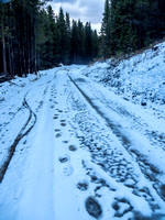 Looking back at my tire tracks alongside the bear tracks. We went the same direction for quite a while before the bear turned off the road.
