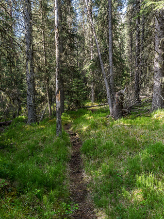 The single track trail runs off the OHV trail towards Whitegoat Pass. This is near the 2nd camp site.