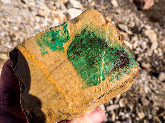 A very green coating on this rock. Not paint.