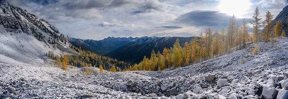 Larches on the boulder field.