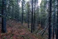 Classic Castle Wilderness matchstick forest