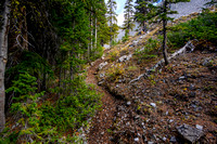 The trail steepens past the small larch forest.