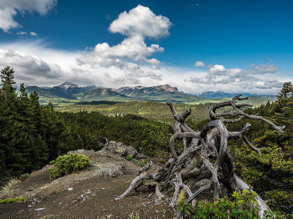 A classic Castle Wilderness scene with a gnarled, beat down tree in the foreground and mountains in the background, including Table, Syncline and Southfork.
