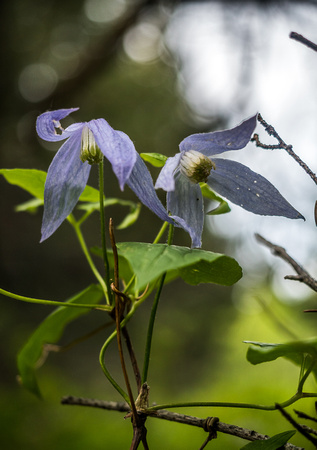 I'm not sure why but Clematis always look depressed to me, like they don't really want to be there but felt like they should make an effort anyway.