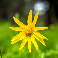 A tiny white spider enjoys this Heart-Leaved Arnica as much as I do.