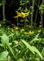 Context from the previous photo. It's been a while since I've seen so many carpets of Glacier Lilies.