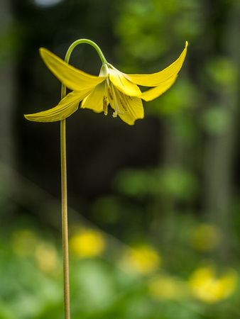 Because of the way a Glacier Lily droops, you can only get shots like this if you're willing to get down and intimate with the earth next to them.