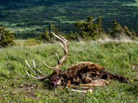 This elk carcass near the summit made us nervous about possible territorial predators hanging around the area.