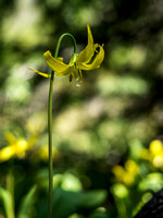 We saw tons of Glacier Lilies all weekend on every hike we did.