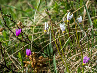 Shooting Star flowers with the white ones being older and fading from purple to white as they age. (dodecatheon conjugens)