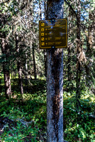 We walked past the decommissioned trail to the Maligne Pass area.